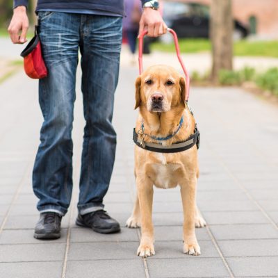 Guide dog is helping a blind man in the city