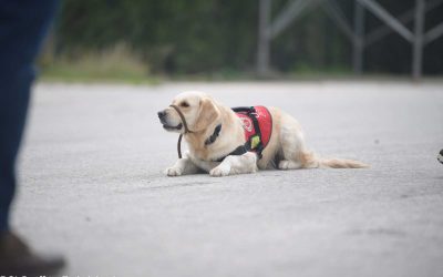 Autism service dog